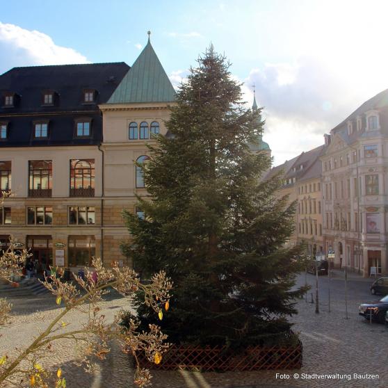 Bautzen hat einen Traum von einem Baum